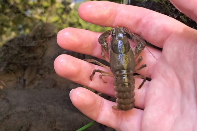 white-clawed crayfish white-clawed crayfish