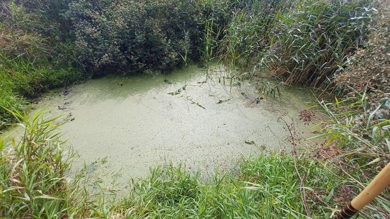 Azolla at Llangloffan Fen NNR 8 weeks after weevils released (credit NRW) Azolla at Llangloffan Fen NNR 8 weeks after weevils released (credit NRW)