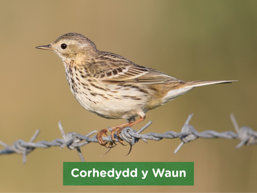 Corhedydd y Waun