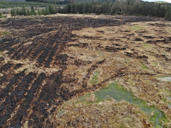 On restored peatland, wet sphagnum survived despite the raging heat from the wildfire nearby. On restored peatland, wet sphagnum survived despite the raging heat from the wildfire nearby.