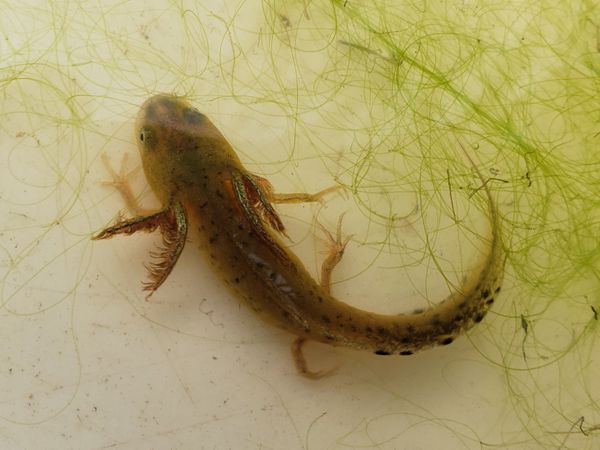 Great Crested Newt lava Great Crested Newt lava