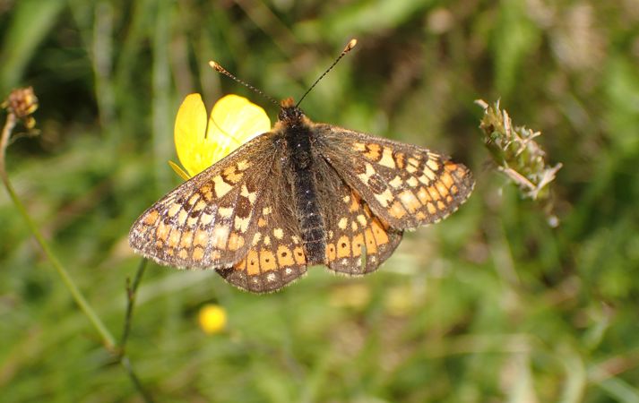 Marsh Fritillary Butterfly Marsh Fritillary Butterfly