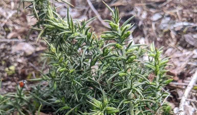 Western gorse heathland plant growing amongst brash