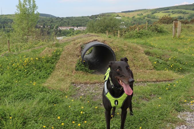 A black dog standing in front of a tunnel as part of the activity trail A black dog standing in front of a tunnel as part of the activity trail