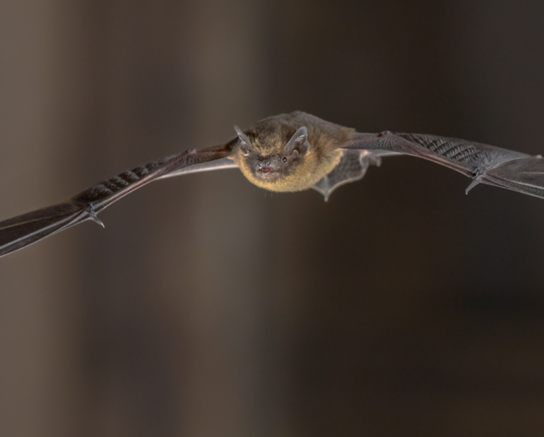Pipstrelle Bats Pipstrelle Bats