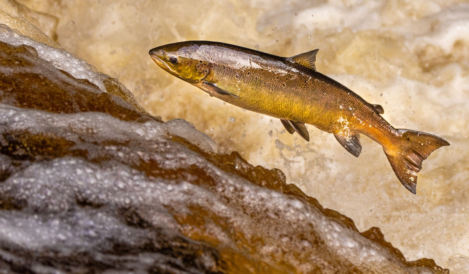 Natural Resources Wales / Protecting Welsh fisheries in the face of ...