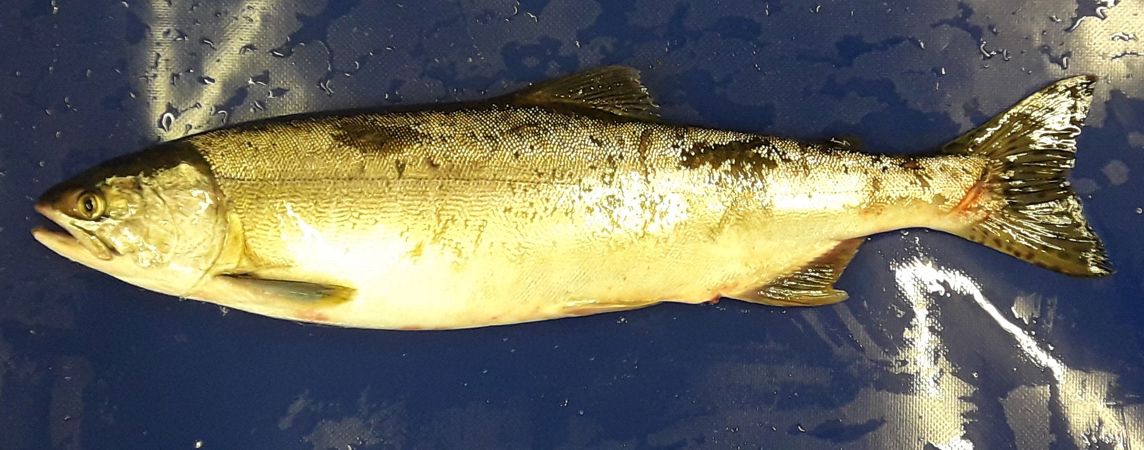 Pink salmon Pink salmon