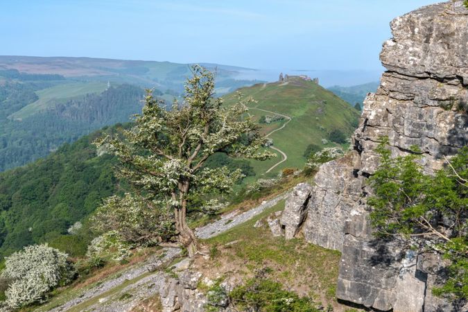Coeden ar ochr mynydd Coeden ar ochr mynydd