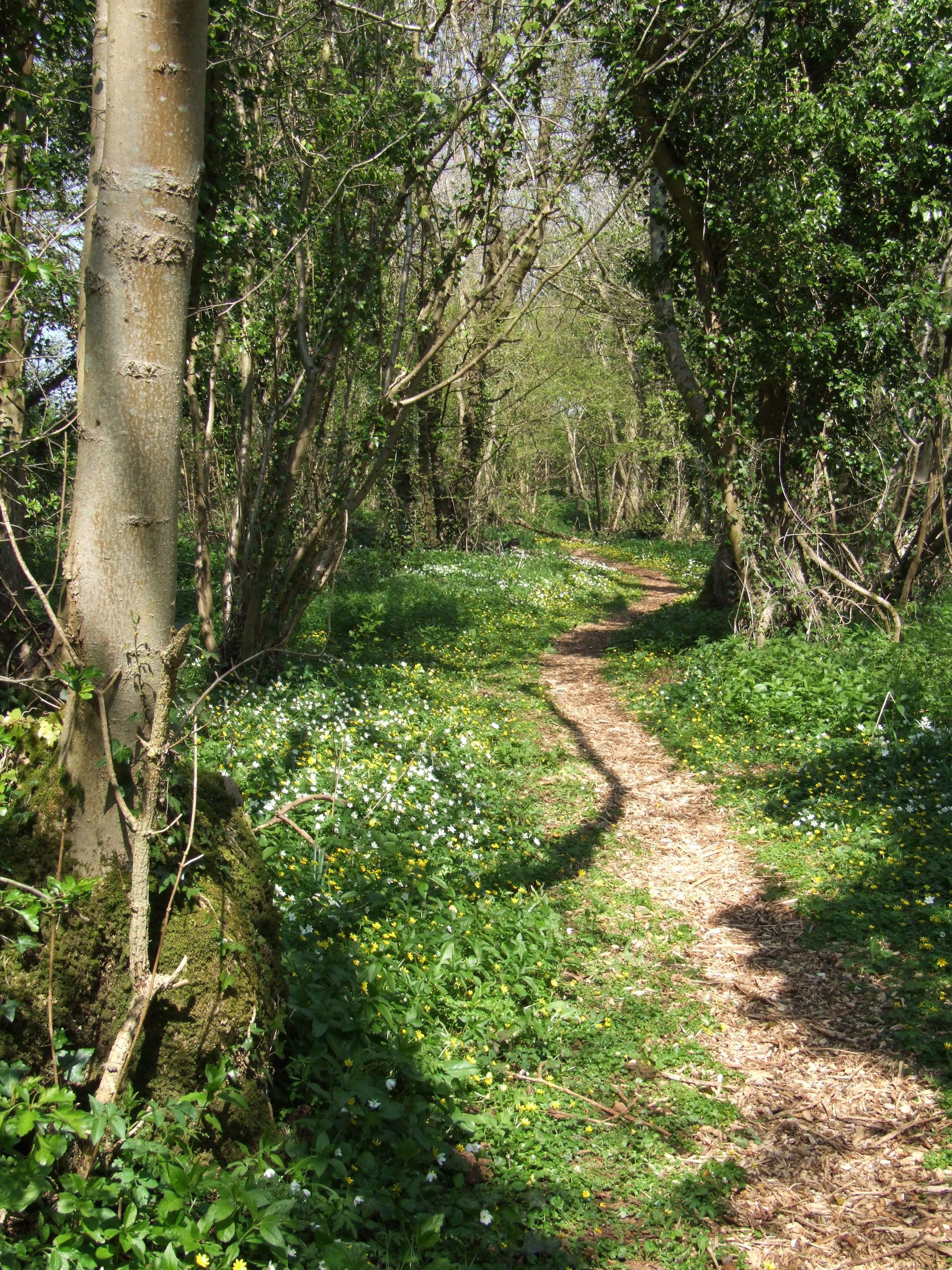 Natural Resources Wales / Traditional management at Penhow Woodlands