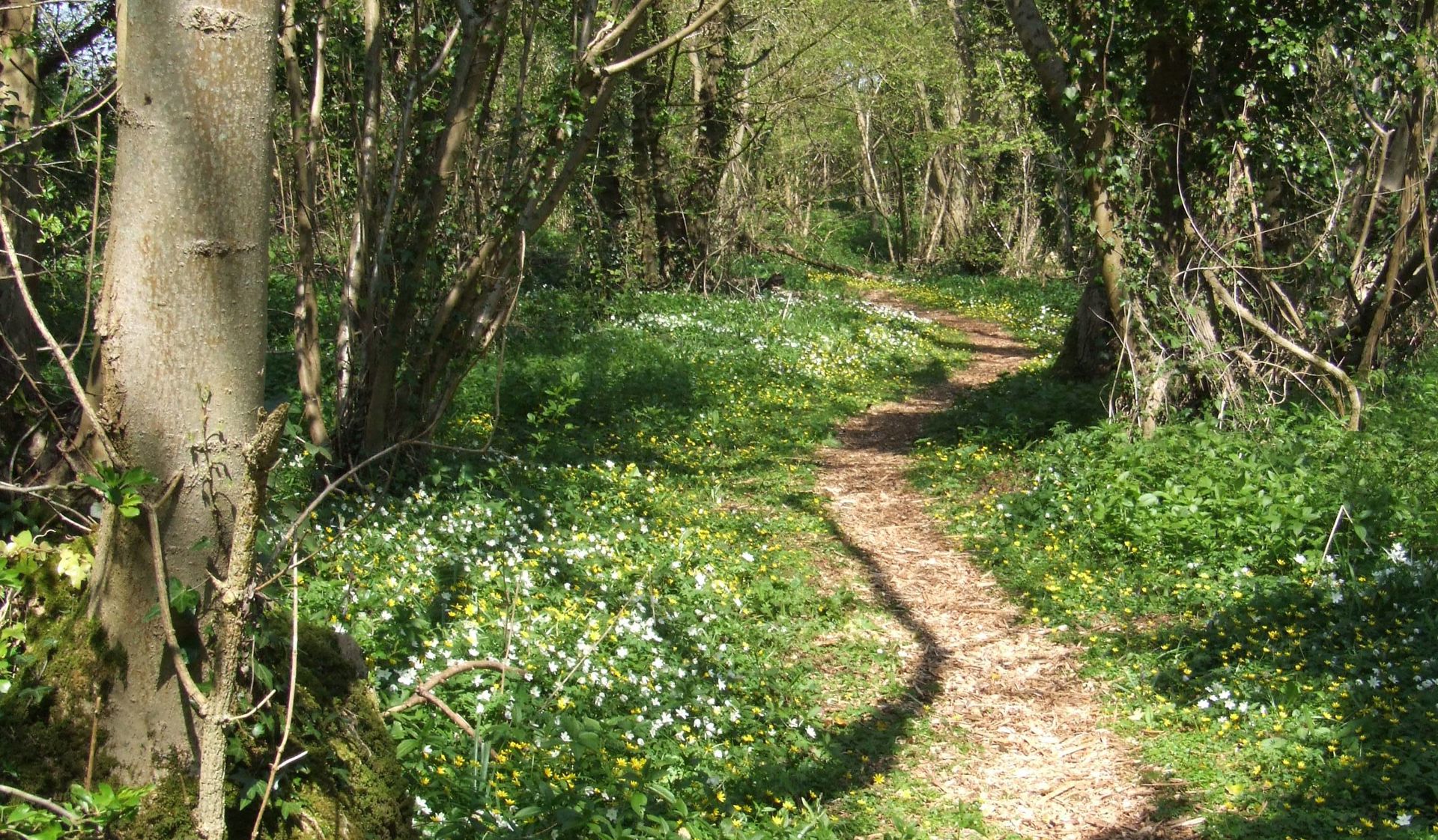 Natural Resources Wales / Traditional management at Penhow Woodlands