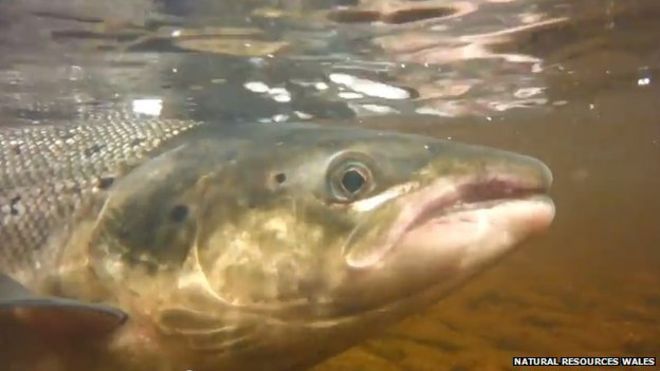salmon salmon
