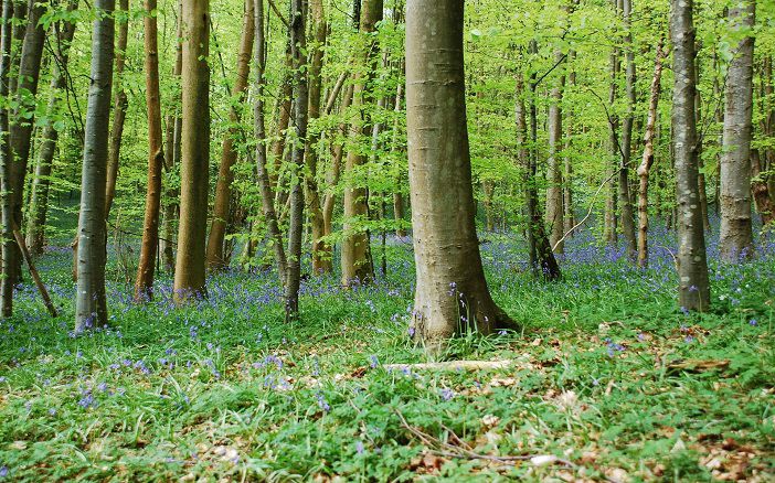 Bluebell woodland