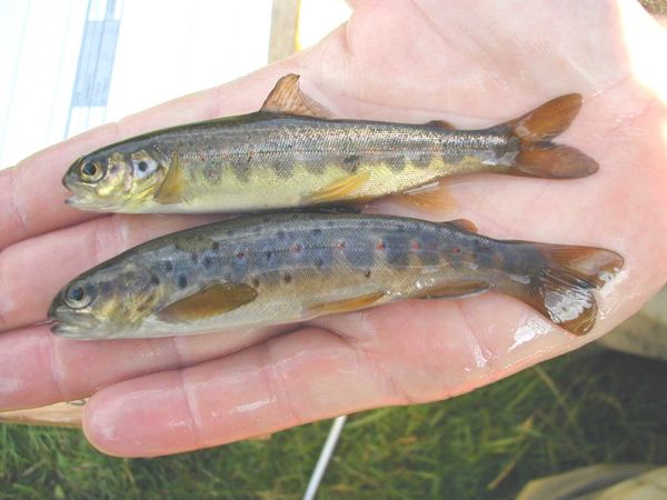 trout & salmon parr trout & salmon parr