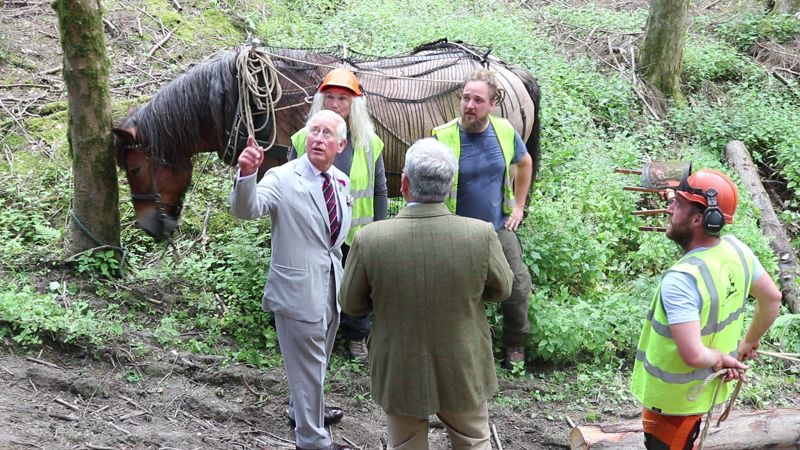 Prince Charles talking with horse-loggers in woods Prince Charles talking with horse-loggers in woods