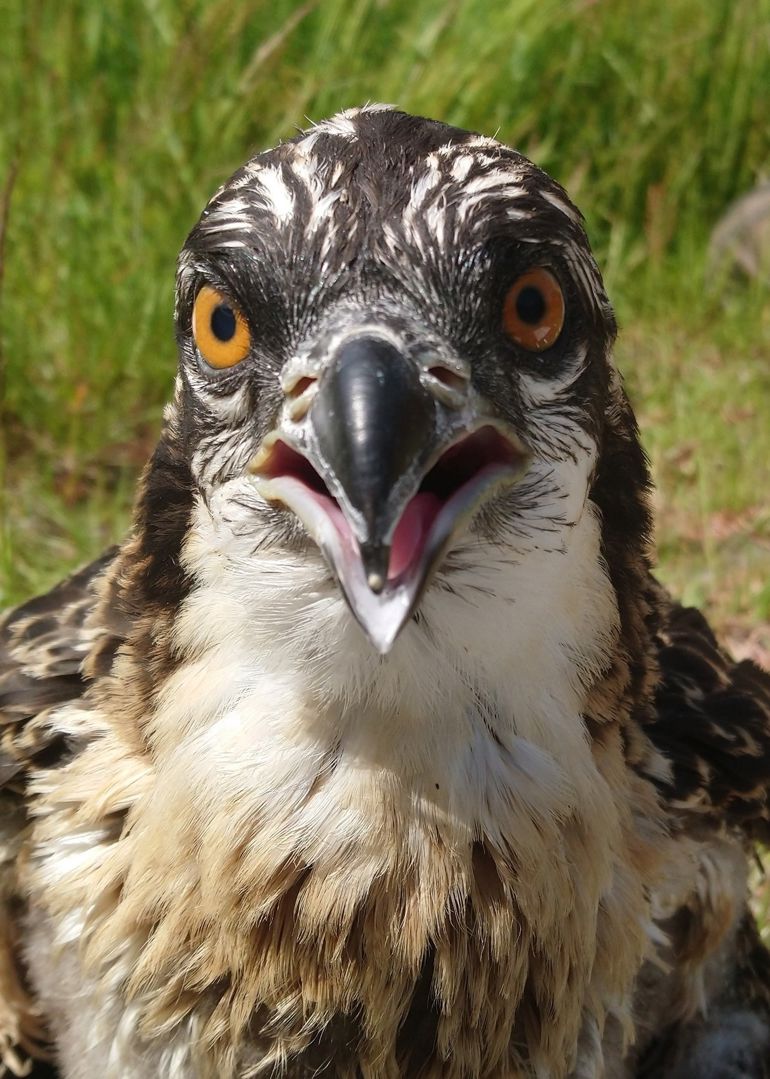 Osprey Osprey
