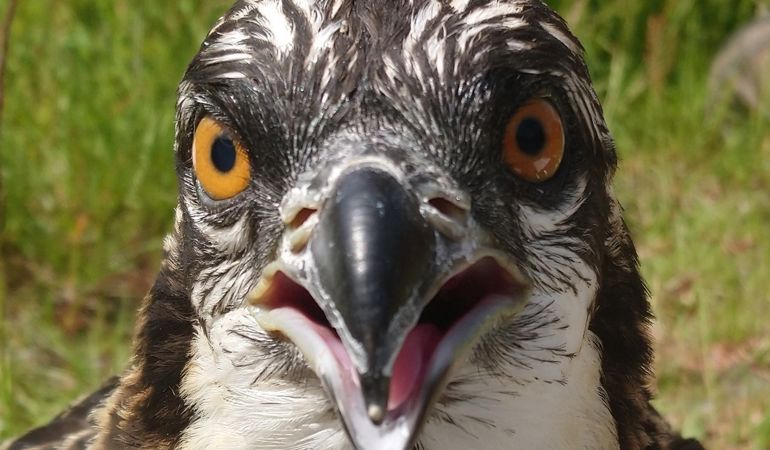 Osprey Osprey