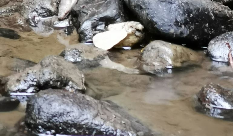 Photo of a polluted river with a dead eel lying on rocks