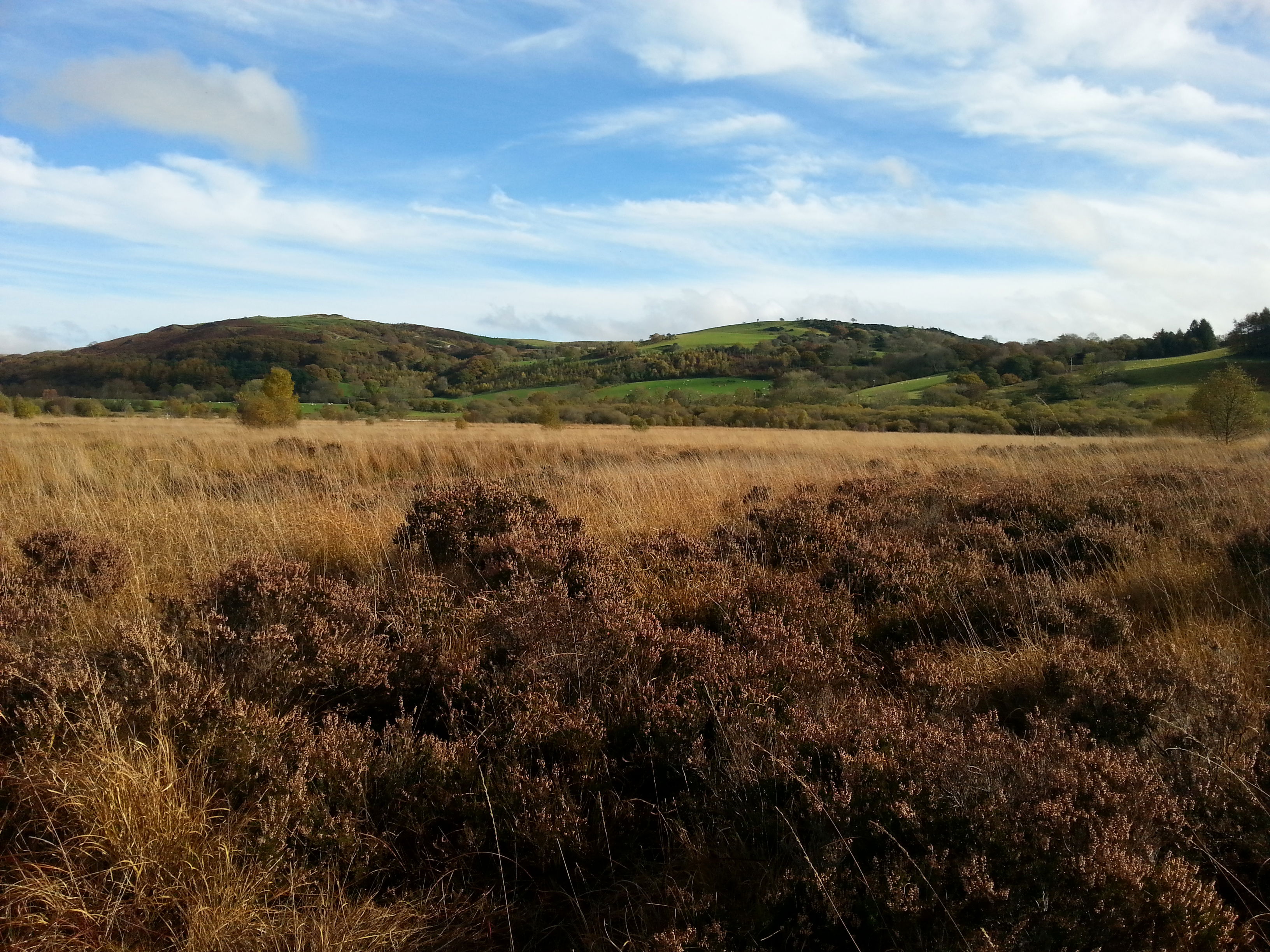 Bogs In England Natural Resources Wales / Celebrate the beauty of bogs on International ...