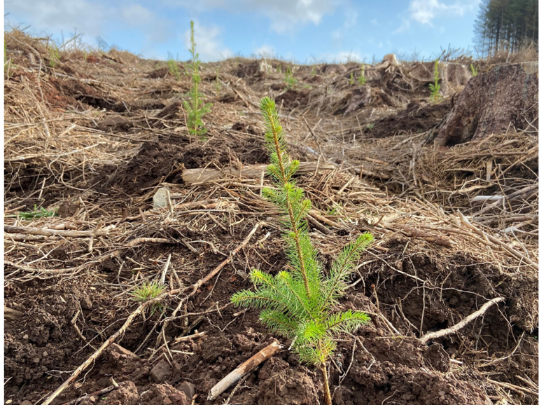 Image of a tree growing that has been planted Image of a tree growing that has been planted