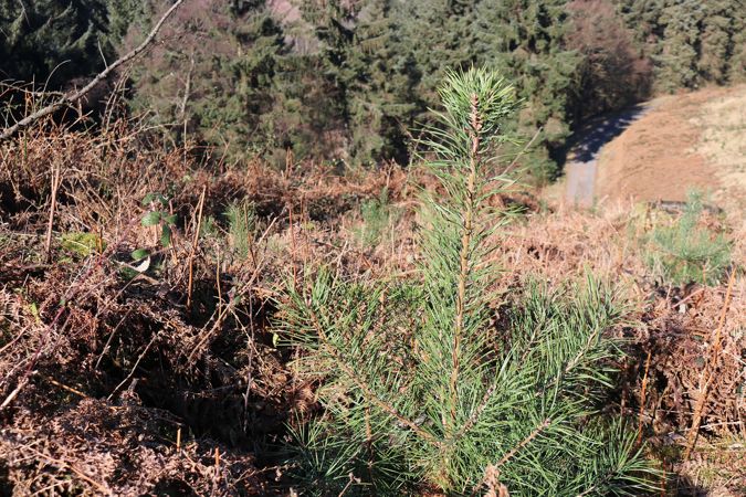 Image of vegetation at Cwmcarn Image of vegetation at Cwmcarn