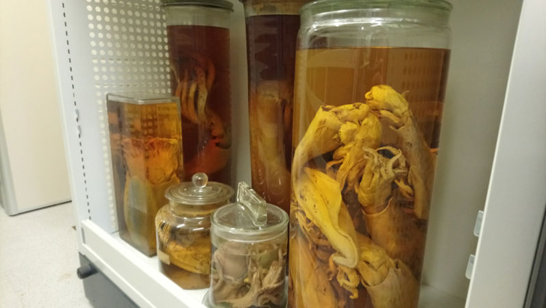 Marine invertabrate specimens Marine invertabrate specimens
