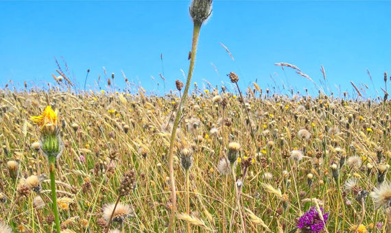Grassland and wild flowers