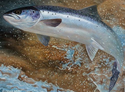 Painting of a leaping salmon by David Miller