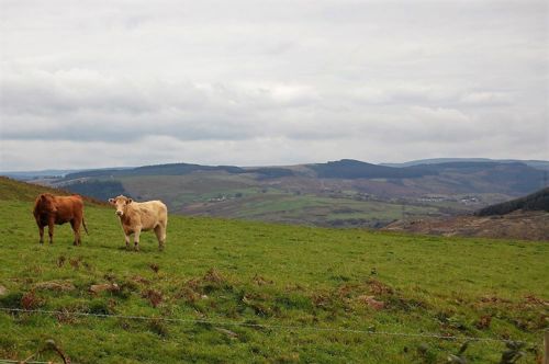 Dwy fuwch mewn cae, Castell-nedd Port Talbot.