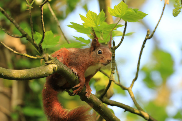 Red squirrel on branch Red squirrel on branch