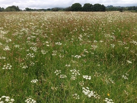 Cae gyda charwe troellog yn ei blodau ar Safle o Ddiddordeb Gwyddonol Arbennig ym Mhowys