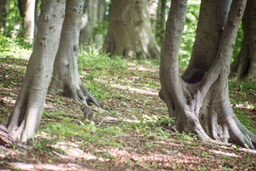 Coetiroedd ar oleddf yn dangos sylfaen y coed
