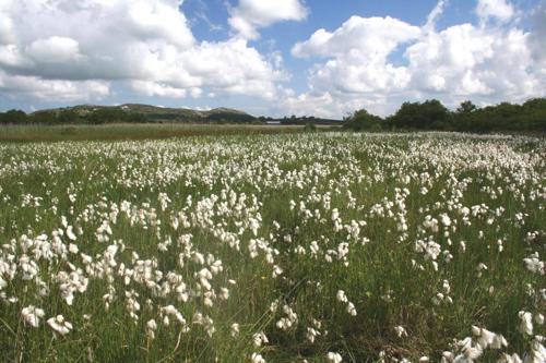 Tal y Llun peatlands