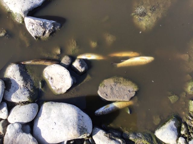 Dead fish on the bank of Afon Peris after pollution Dead fish on the bank of Afon Peris after pollution