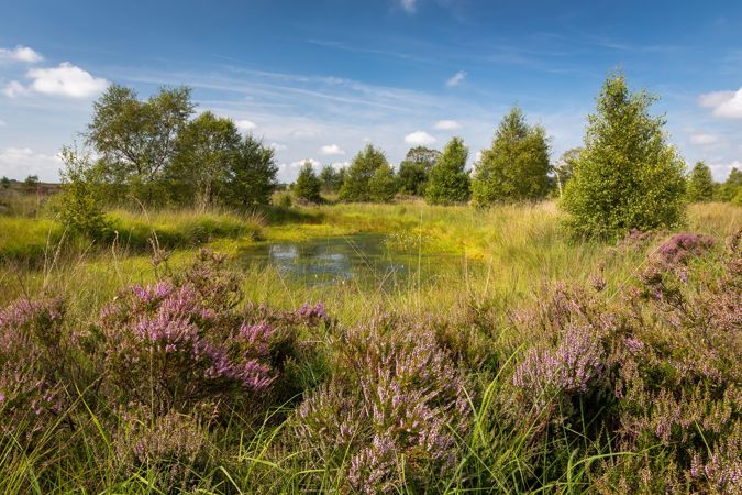 Cors Caron peatland Cors Caron peatland