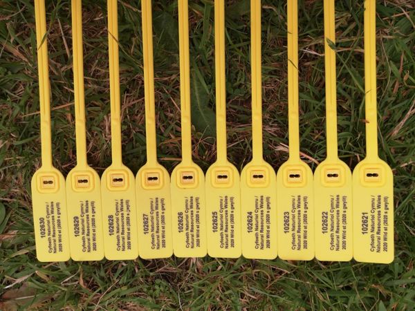 Image of a carcass tag measures Image of a carcass tag measures