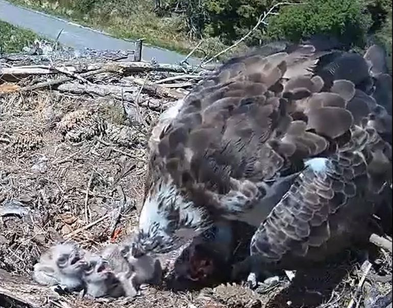 An image from the live stream footage of three newly hatched chicks in the nest being fed by a parent An image from the live stream footage of three newly hatched chicks in the nest being fed by a parent