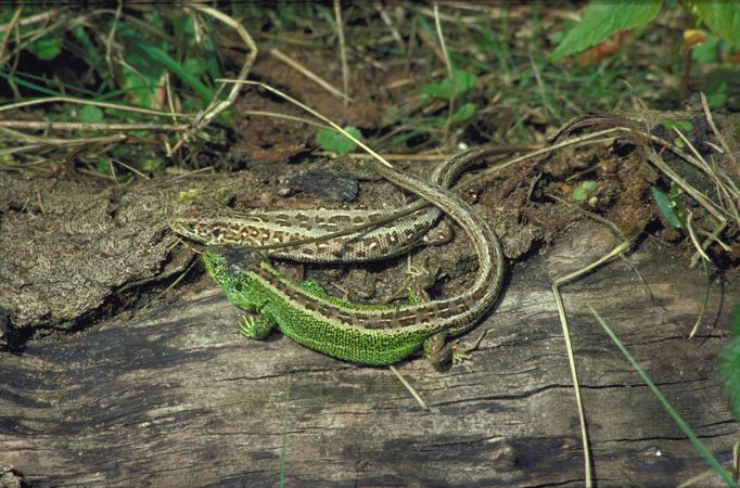 Two sand lizards on a log Two sand lizards on a log
