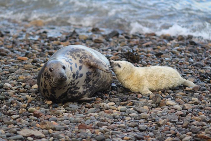 Seals and pup picture by Phil Newman Seals and pup picture by Phil Newman