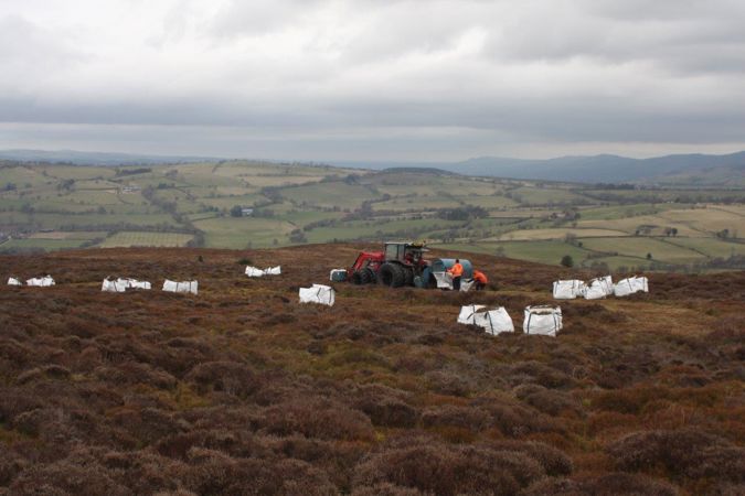 Heather being harvested and bagged before being airlifted Heather being harvested and bagged before being airlifted