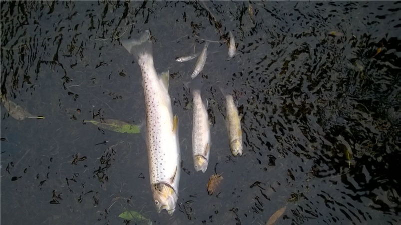 Dead fish in the river Clywedog 2018 Dead fish in the river Clywedog 2018