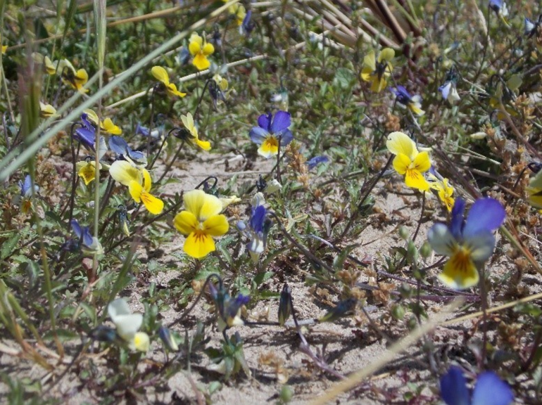 Dune Pansies Dune Pansies
