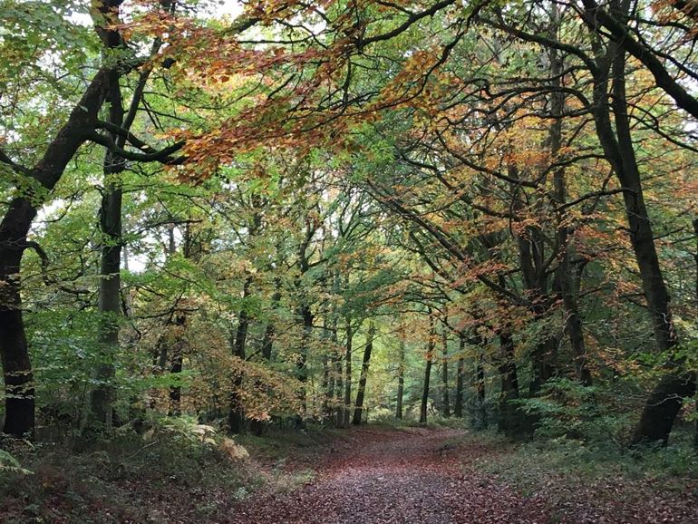 Presteigne Woods Presteigne Woods