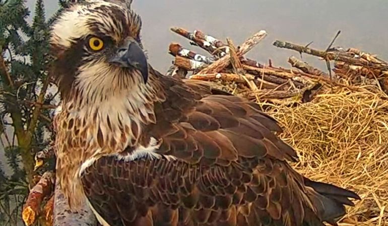 Female osprey on her nest at Llyn Clywedog