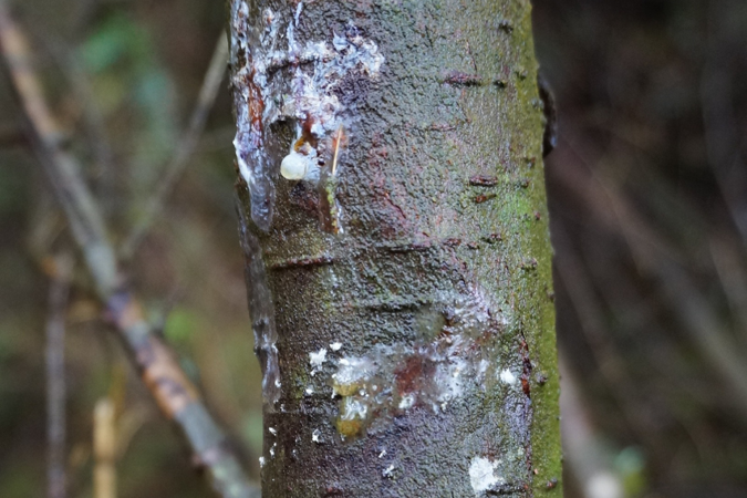 tree lesions caused by pluvialis tree lesions caused by pluvialis