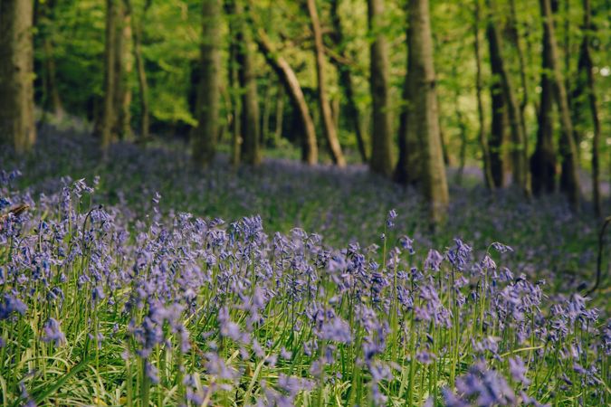 Woodland with bluebells Woodland with bluebells