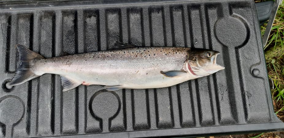 Salmon killed by Gavin Davies Salmon killed by Gavin Davies