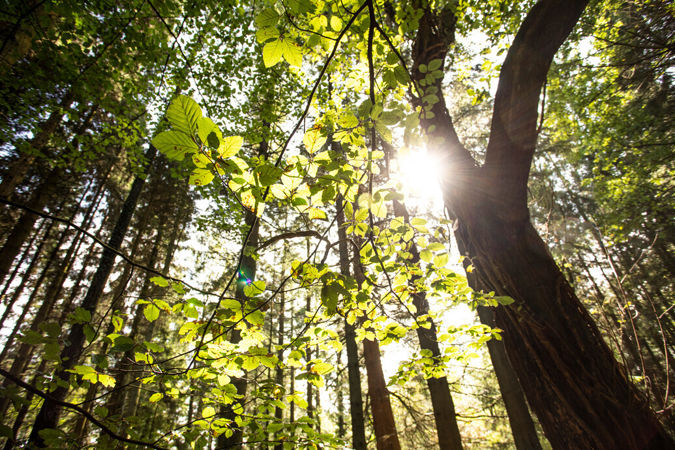 Tree canopy Tree canopy