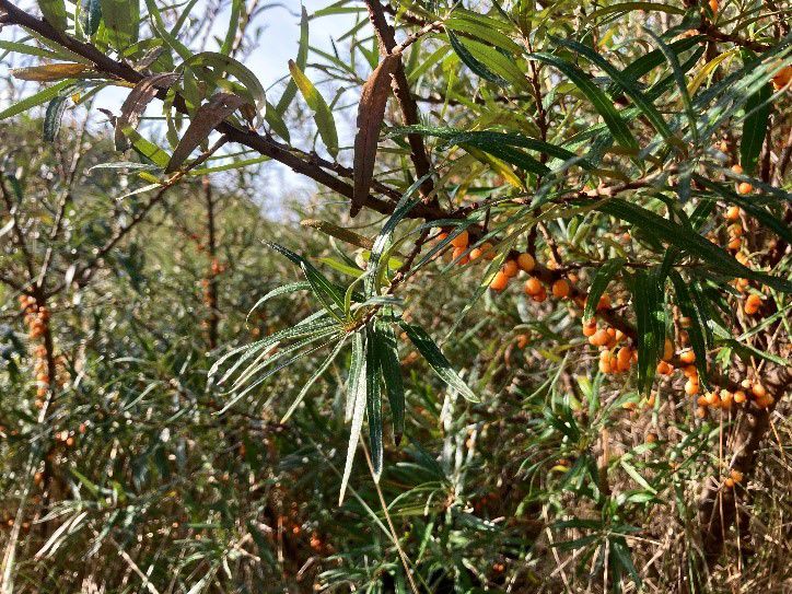 Sea buckthorn on the dunes at Pembrey in November 2022 Sea buckthorn on the dunes at Pembrey in November 2022