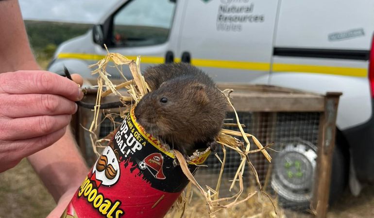 Oxwich water voles