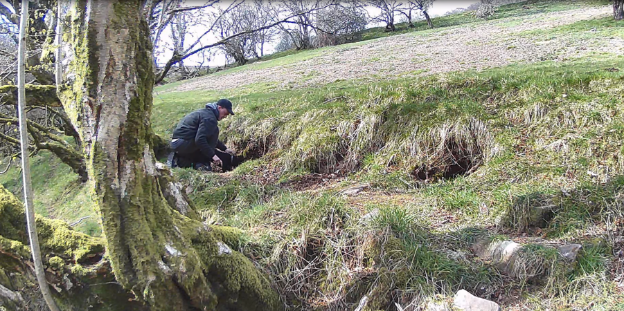 Man encouraging his dog to enter a badger sett, Tyr Ywen Farm in Abergavenny Man encouraging his dog to enter a badger sett, Tyr Ywen Farm in Abergavenny